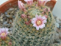 Mammillaria giselae JLcoll.2709.jpg